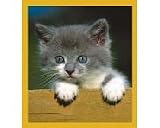 Who are you? (gray kitten) Bookmark