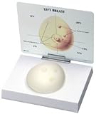 Human Breast Cancer Examination Model - Patient Education Card Included