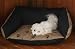 Paus Medium 27 x 29 Royalty Pet Bed in Twill