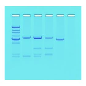 Edvotek DNA Paternity Testing Simulation Kit
