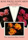 Rose Photo Postcards in Full Color/24 Ready-To-Mail Cards