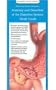 Anatomical Chart Company's Illustrated Pocket Anatomy: Anatomy and Disorders of the Digestive System Study Guide