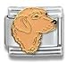 golden_retriever34golden retriever - Clearly Charming Golden Retriever Dog Breed Canine Collection