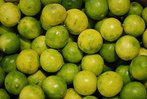 Semi Dwarf Key Lime Tree Five Gallon