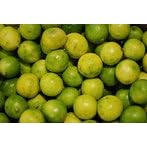 Key Lime Tree Semi Dwarf Five Gallon by 