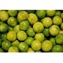 Key Lime Tree Five Gallon