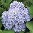 Hydrangea Endless Summer® PP#15,298 Shrub