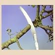 Pruning Saw- dual purpose