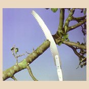 Pruning Saw- dual purpose
