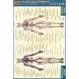 Pocket Circulatory System Laminated Reference Guide (Quick Study)