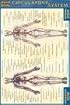Quickstudy Circulatory System (Quick Study)