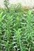 Winter Savory Tea