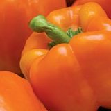 Organic California Wonder Orange Pepper 50 Seeds - B001ENK7KA