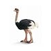 Schleich Ostrich