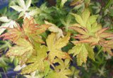 Review   / 1.5m Japanese Maple Plant - Acer Palmatum Katsura