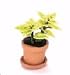 Miniature Dollhouse Yellow Croton Houseplant in a Clay Pot