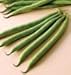 Bush Bean E-Z Pick 175 Seeds per Pack