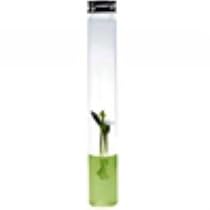 Plantarium Single Vial - tomato