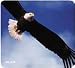 Electronics : Allsop Bald Eagle Mouse Pad - Mouse pad
