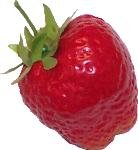 Review Flora-cal Products  / LARGE STRAWBERRY 12 PACK Fake Food