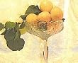 Moorpark Apricot Tree Five Gallon