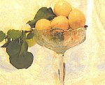 Moorpark Apricot Tree Five Gallon