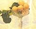 Moorpark Apricot Tree Five Gallon