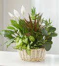 Same Day Flower Delivery Classic Sympathy Dish Garden