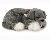 Schnauzer