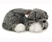   - Schnauzer