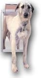 PetSafe Classic Pet Door - X-Large Satin