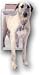 PetSafe Classic Pet Door - X-Large Satin