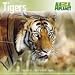2009 Animal Calendars: Tigers 2009 Calendar - Animal Planet Calendar - 30 x 30 cm