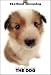   - THE DOG Artlist - Shetland Sheepdog - Hand Book - 6 Postcards