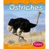 Ostriches (Desert Animals)