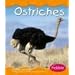 Ostriches (Desert Animals)