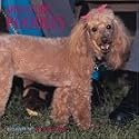 Dog Breeds Toy Poodles Calendar
