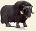 Musk Ox