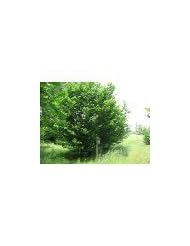 Lawn & Patio: Lot of 4 Hazel Tree Seedlings, Row Run Filbert Nut plants, rooted live hazelnut plants