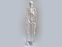 Human Skeleton Model - Medium Size (33" Tall)
