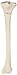 3B Scientific A35/3R Right Tibia Model
