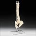 Lippincott Williams + Wilkins Chrome Spine Stand Heavy-duty stand to hang vertebral column models. Size: 34" tall.