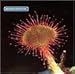 Primordia