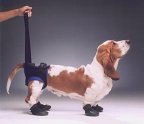 216QGJPMCAL. SL160  Help your animal walk without hurting your back!!