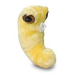 Giant Microbes Bookworm Anobium punctatum