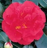 Review   / Camellia Miss Charleston
