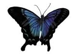 Butterfly Tattoo