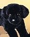 Plush Brewster Black Lab 12