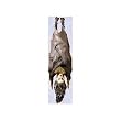 medieval vampire statue gothic mistress of the dark new