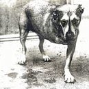 Click here to buy Alice in Chains by Alice In Chains .